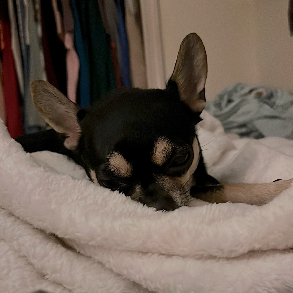 Meet your Posher, Lana